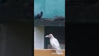 கும்பகோணம் (திருபுவனம்)- ல் வெள்ளை காக்கா மல்லாக்க பறக்க🐦