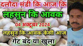 दलौदा मंडी आज कि लहसुन कि आवक 04 अक्टूबर 2024 |garlic arrival today daloda