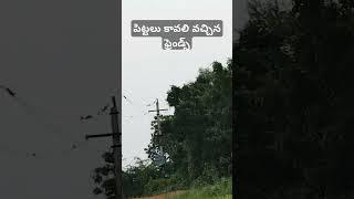 పిట్టలు కావలి వచ్చిన ఫ్రెండ్స్