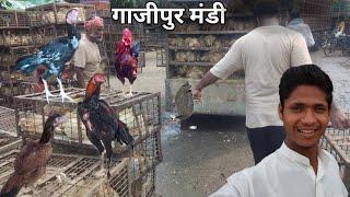 ग़ाज़ीपुर मुर्ग़ा बाज़ार दिल्ली 2024 ॥Ghazipur Murga Mandi Delhi Today Price|wholesale chiken market