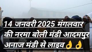 14 जनवरी 2025 की नरमा बोली मंडी आदमपुर अनाज मंडी से लाइव 👌