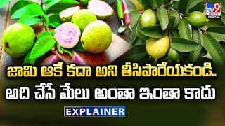 Explainer : జామి ఆకే కదా అని తీసిపారేయకండి.. అది చేసే మేలు అంతా ఇంతా కాదు - TV9