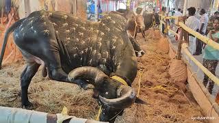 Sri Devi Textiles Coimbatore | Special Cows for pongal🩷மாட்டு பொங்கல் 2025