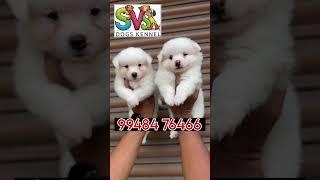 🐶 SVS dog and puppy🐕‍🦺 kennel nizamabad🦮 Telangana 🐕....