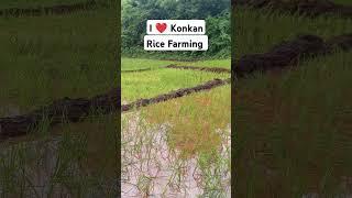 कोकणातील भात शेती | Rice Farming | निसर्गरम्य कोंकण । रत्नागिरी | Konkan | Konkani Videos |