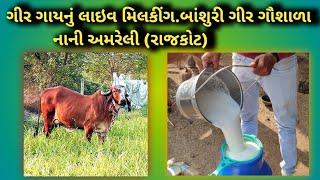 ગીર ગાયનું લાઇવ મિલકીંગ. બાંશુરી ગીર ગૌશાળા. નાની અમરેલી (રાજકોટ)