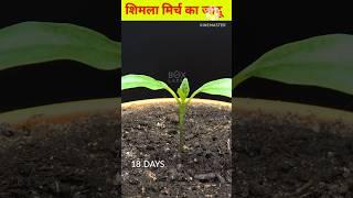 115 Days in  -शिमला मिर्च का जादू Red Bell Pepper | #facts #yt short