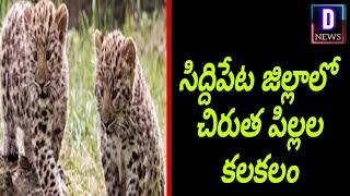 సిద్దిపేట జిల్లాలో చిరుత పిల్లల కలకలం....|D NEWS