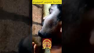 🙏திருத்தணி முருகன் கோவில்🦚வெற்றிவேல் முருகனுக்கு அரோகரா 🔥🔥🔥