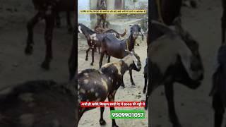 ₹8000 सिरोही बकरियां/#How to #start #goat #farming AskGoatFarmPvtLtdRajasthan