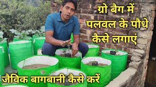 पलवल के पौधे कैसे लगाएं || Terrace and Gardening || Nasib Raaz