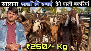 Sirohi Goat farming in Rajasthan | सालाना लाखों की कमाई देने वाली बकरियां | Sirohi Goat farm