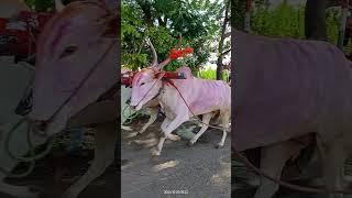 ದಾಸನಾಳ ಎತ್ತು ಮತ್ತು ಜಮಖಂಡಿ ಎತ್ತು