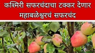 Mahabaleshwar | कश्मिरी सफरचंदाला टक्कर देणार महाबळेश्वरचं सफरचंद ; शेतकऱ्याचा भन्नाट प्रयोग...