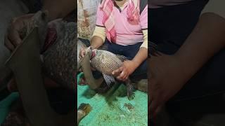 🔥😱 Amazing Giant Katla Fish Cutting Skills By Expert Fish Cutter | Fish Cutting Skills