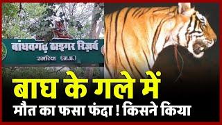 Bandhavgarh Tiger Reserve Umaria: बाघ के गले में फसा फंदा, रेस्क्यू में जुटा रहा बांधवगढ़ प्रबंधन