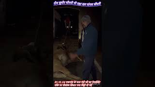 31.12.24 नयागांव के पास नंदी जी का ऐक्सीडेंट मोके पर गौलोक सिधार गया मिट्टी दी गई