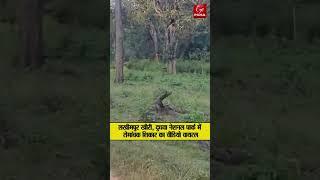 Lakhimpur kheri-दुधवा नेशनल पार्क में रोमांचक शिकार का video viral....