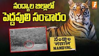 నంద్యాల జిల్లాలో పెద్దపులి సంచారం | Tiger hulchul in Nandyal District | iNews