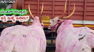 ఆదోని సంతలో//Big size Khilari Bull's video | Adoni Market video's