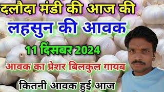 दलौदा मंडी आज की लहसुन की आवक 11 दिसंबर 2024 |garlic arrival today daloda mandi