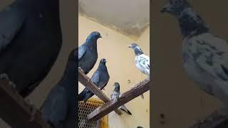 #R.R.PIGEON## राना पिजन मे रिजवान अनवर (अनु भईया) बिहार जिला गया के कबुतर का शौक करे