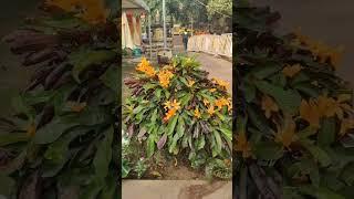 Mahabodhi temple Bodhgaya 🙏#viralvideo #bodhgayatemple #youtubeshorts #travel 🙏