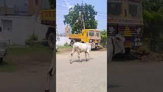 Beautiful Ongole milk teeth bull #rolex trending chirala Ongole bulls