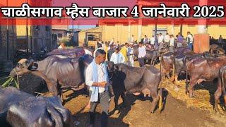 चाळीसगाव म्हैस बाजार live 🔴 4 जानेवारी 2025 || Chalisgaon Buffalo Bajar