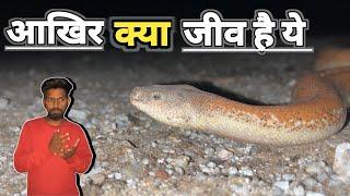 Amazing snake seen at Sirohi bus stand || Common snad boa || सिरोही में मिला विचित्र सांप |