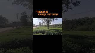 पालमपुर चाय बागान || Himachal || beautiful view||