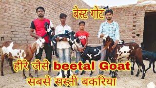 हनुमानगढ़ #beetal #Goat 🐐 हीरे जैसे बकरा #कम दामों में खरीदे #सलीम भाई के पास