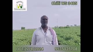 Chilli WS 3485, Guntur Andhra Pradesh November 2024