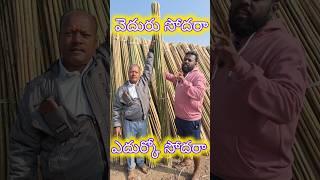 వెదురు సోదరా tamota staking sticks available near madanapalle