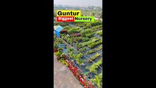 Best Biggest Nursery in Guntur