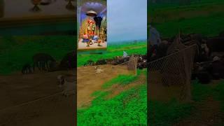 जय बाळुमामा बोला बाळुमामा नावाने चागभल बाळुमामा मेंढर #trending #youtubeshorts #बाळूमामा #video 🙏🥹🌸🌺