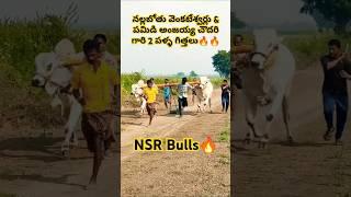 నల్లబోతు వెంకటేశ్వర్లు (NSR Bulls- రామ)& పమిడి అంజయ్య చౌదరి గారి 2 పళ్ళ గిత్తలు బేటా | రామకృష్ణాపురం