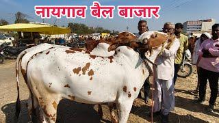 🛟दि.9 जानेवारी 2025 🐂 गुरूवारचा नायगाव बैल बाजार जिल्हा नांदेड