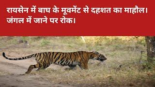 रायसेन बाघ के मूवमेंट क्षेत्र में तेंदू पत्ता तोड़ने पर रोक raisen news | Breaking news| latest news