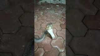 #cobra #snake #लातूर #sarpmitra shriniwas Sarwade 9421012475