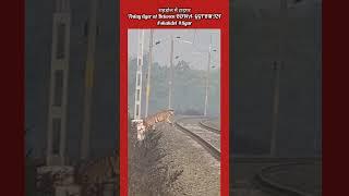 शहडोल में टाइगरToday tiger at Between BDWA- GGT KM 924