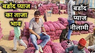 बर्डोद बहरोड़ प्याज कि नीलामी | बर्डोद मंडी में प्याज भाव | Bardod rajasthan 20 नवंबर 24