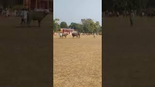 Sawlapur v/s Sonu bonjirli kada ropok at - jitpur littipara pakur final match 2024