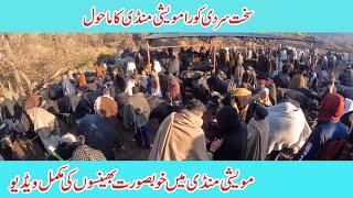 Cattle market dongi mandi kotli mirpur in Nili Ravi chichawatani buffaloes Arifwala okara Buffaloes