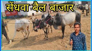 2024 💥 Sendhawa ka Bail bazar // सेंधवा बैल बाजार  Singer Rajesh Chouhan vlogs