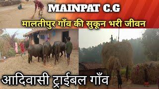 गाँव की जीवन यापन | धान कटाई मिसाई काम | मैनपाट मालतीपुर | Village life