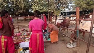 श्री अखिलानन्द् सरस्वति  ग्रामीण गौशाला दलोदा धुंधडका मे महाअभिशेख