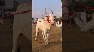 terabandi bulls || ಮುಧೋಳ ಅರ್ಜುನ್ 🚩.