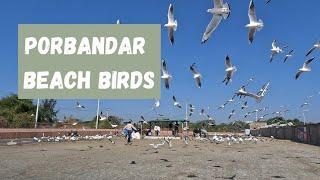 Porbandar Beach Birds