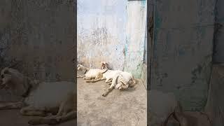 Shahnwaz goat farm Dhanbad Jharkhand top notch quality